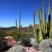 Organ Pipe Cactus NM 08
